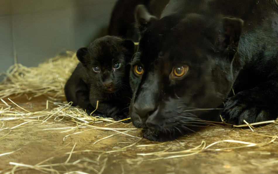 A Rare Jaguar Cub Is Born at Loro Parque in Tenerife