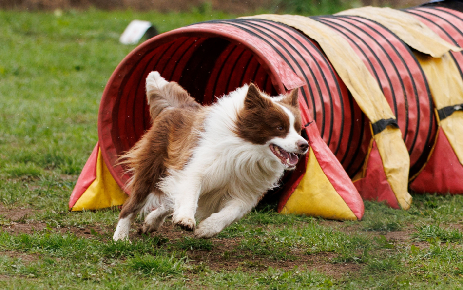 Guau Canet Fest: The Valencian Community's Biggest Dog Fair Is Back on 9 May