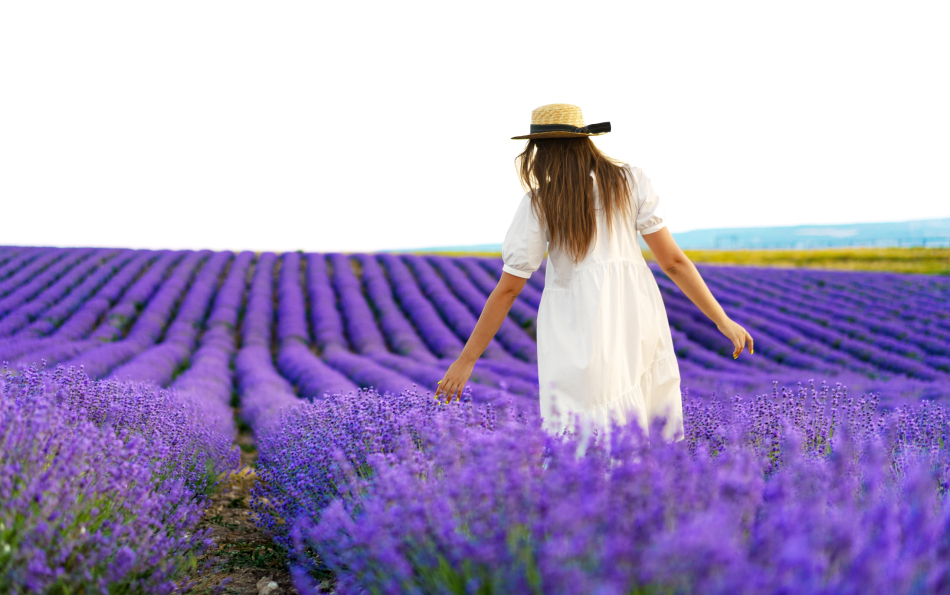 The Lavender Fields Near Valencia — and the Myth About Their Calming Scent