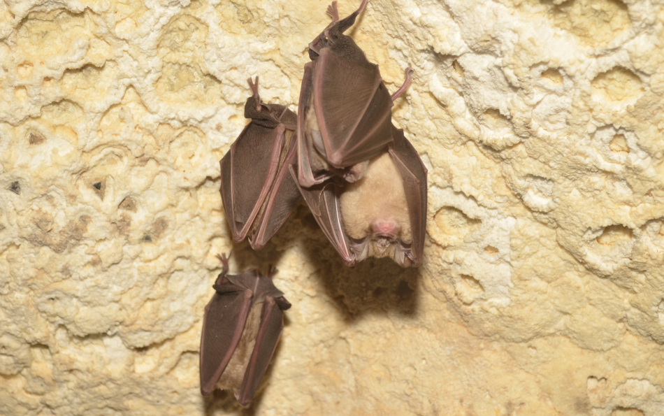 Those Black Boxes on Valencia's Trees Are Bat Houses — and the City Needs Them