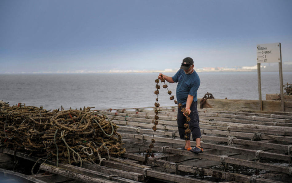 Clóchinas Are Back: Valencia's Tiny Local Mussels Are Only on Sale Until August