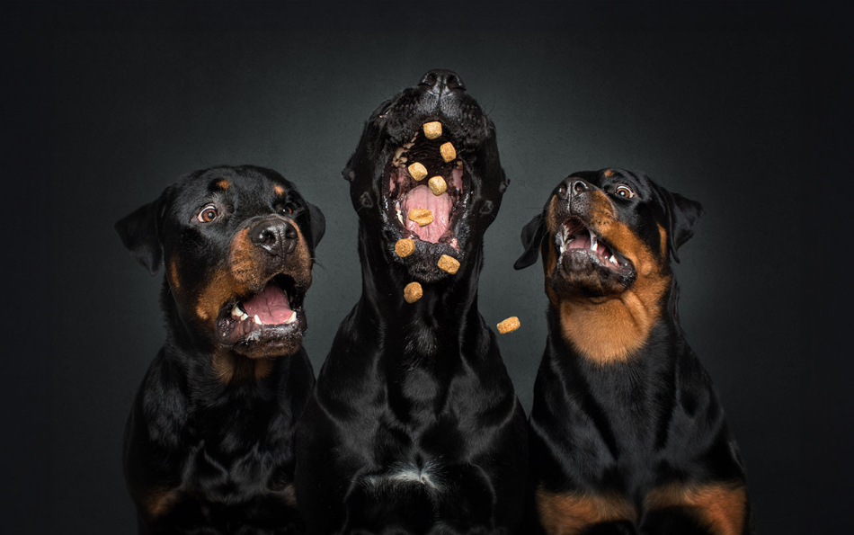 Catch the Moment! Renowned Photographer Christian Vieler to Host Free Dog Photoshoots in Barcelona