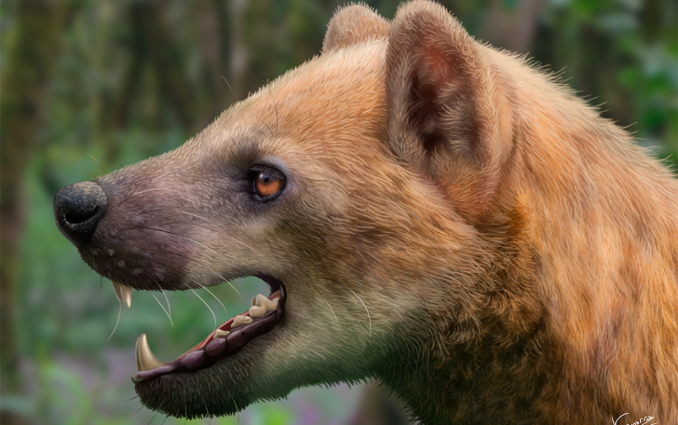 Scientists Describe a New Extinct "Bear-Dog" Species Found at a Barcelona Province Site
