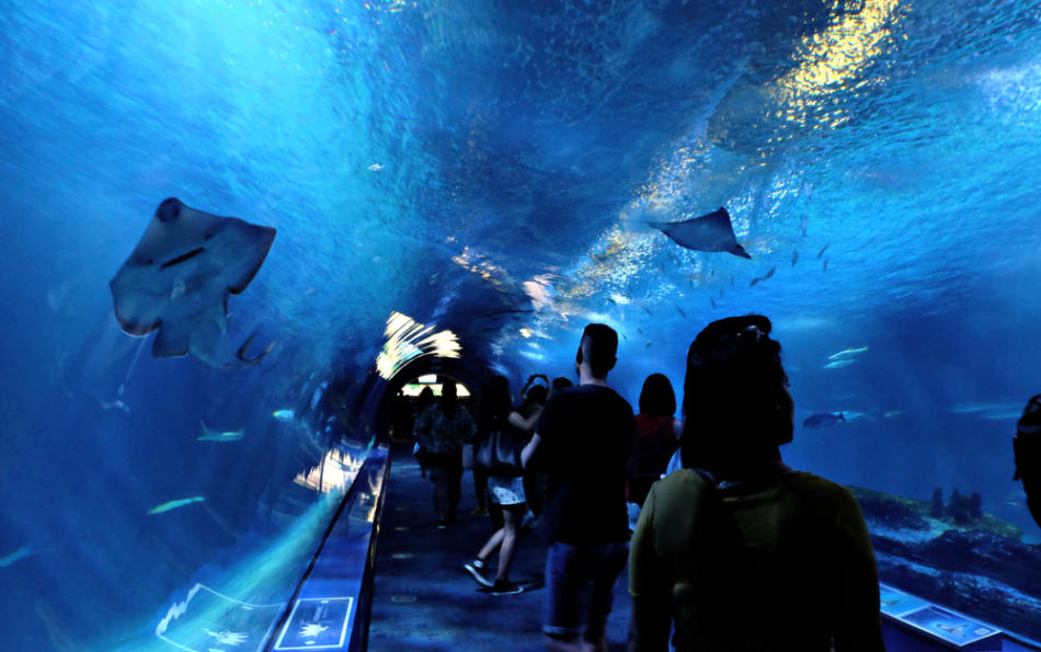 The Complete Guide to Valencia's Oceanogràfic: Tickets, Shows, Food, and Prices