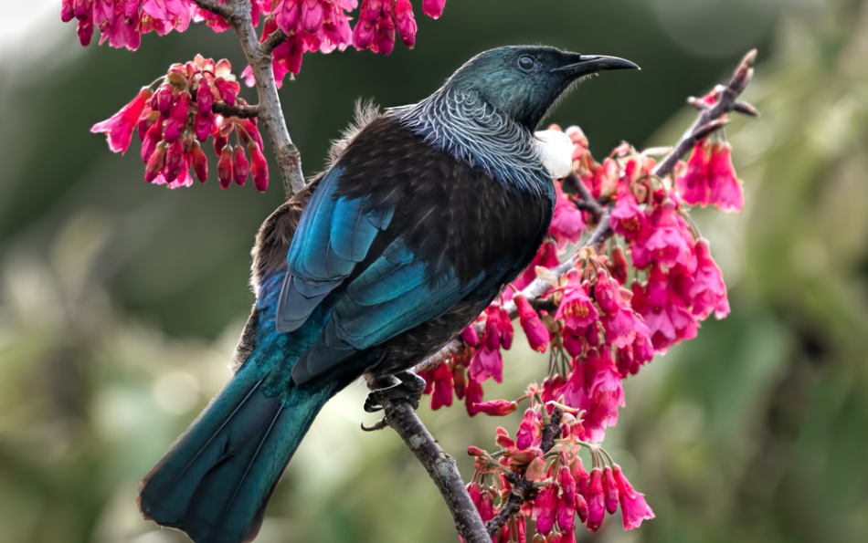 Growing, blooming, and chirping: apps that help you understand Spain’s nature