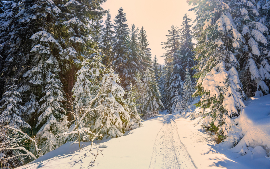 Where you can throw snowballs, go skiing, or simply stroll along snow-covered streets in Spain