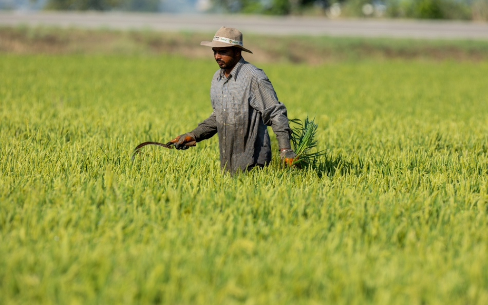 Where Paella Begins: the Fields That Feed Valencia