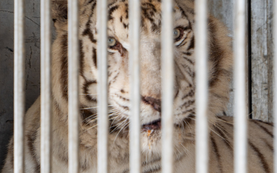 Portugal’s Last Circus Tiger Finds a Home in Alicante