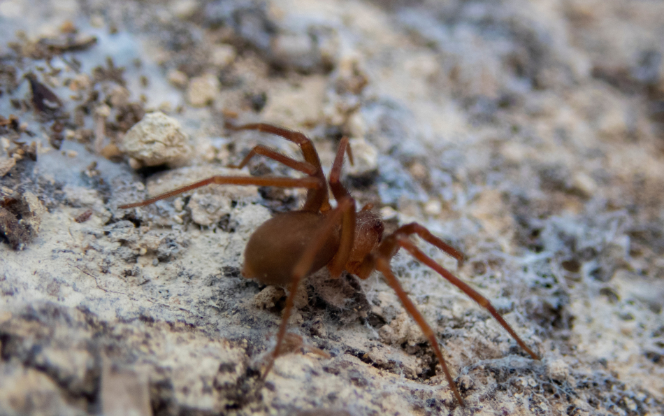 Venomous Chilean Recluse Spider Recorded in Portugal for the First Time